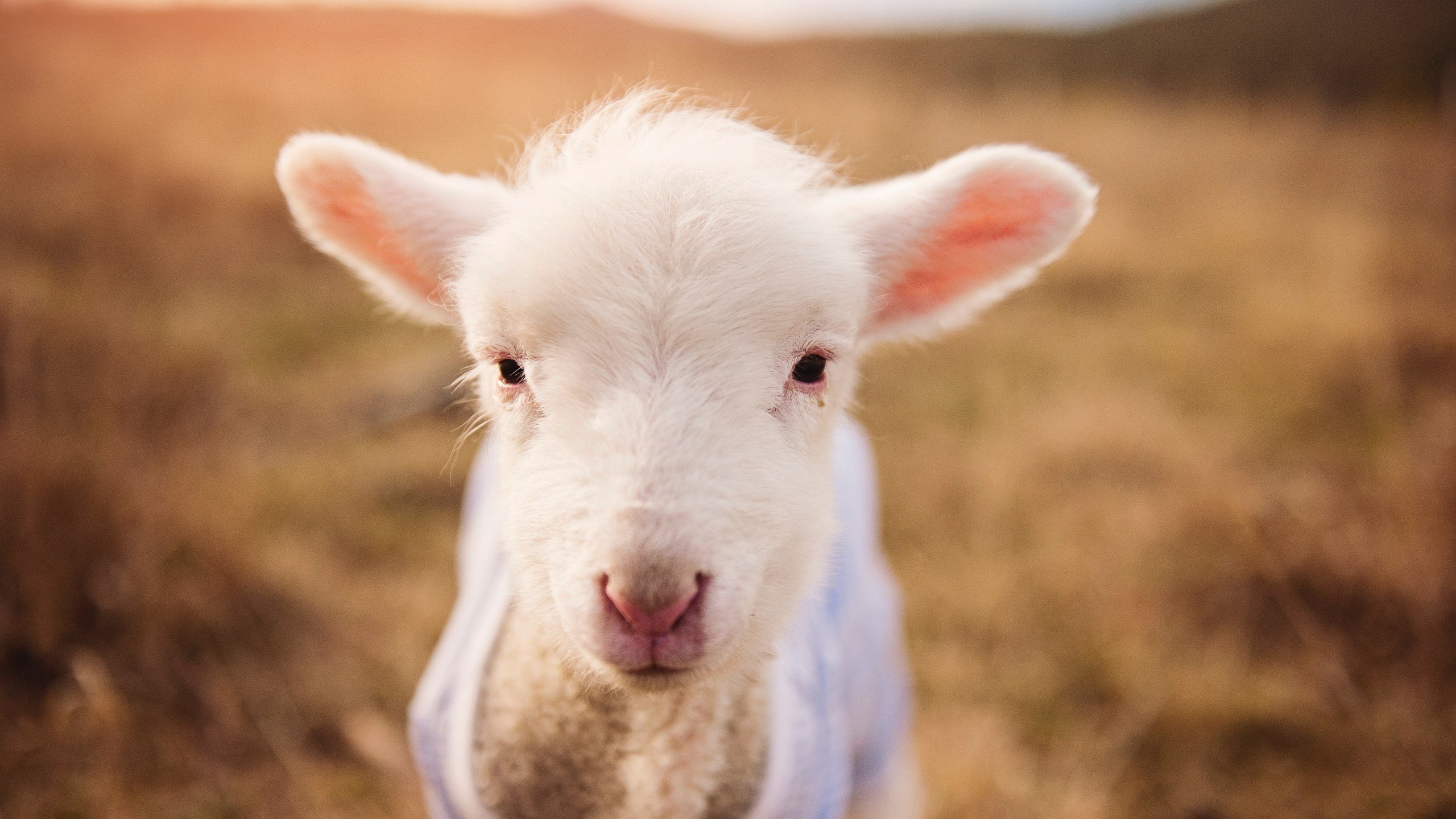 九游电竞平台官网-_极地冰原漂流：冰雪中的生存与速度_，极地冰原气候百科