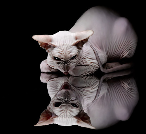 归国球员：海外归来的NBA明星故事，归国明星lgl