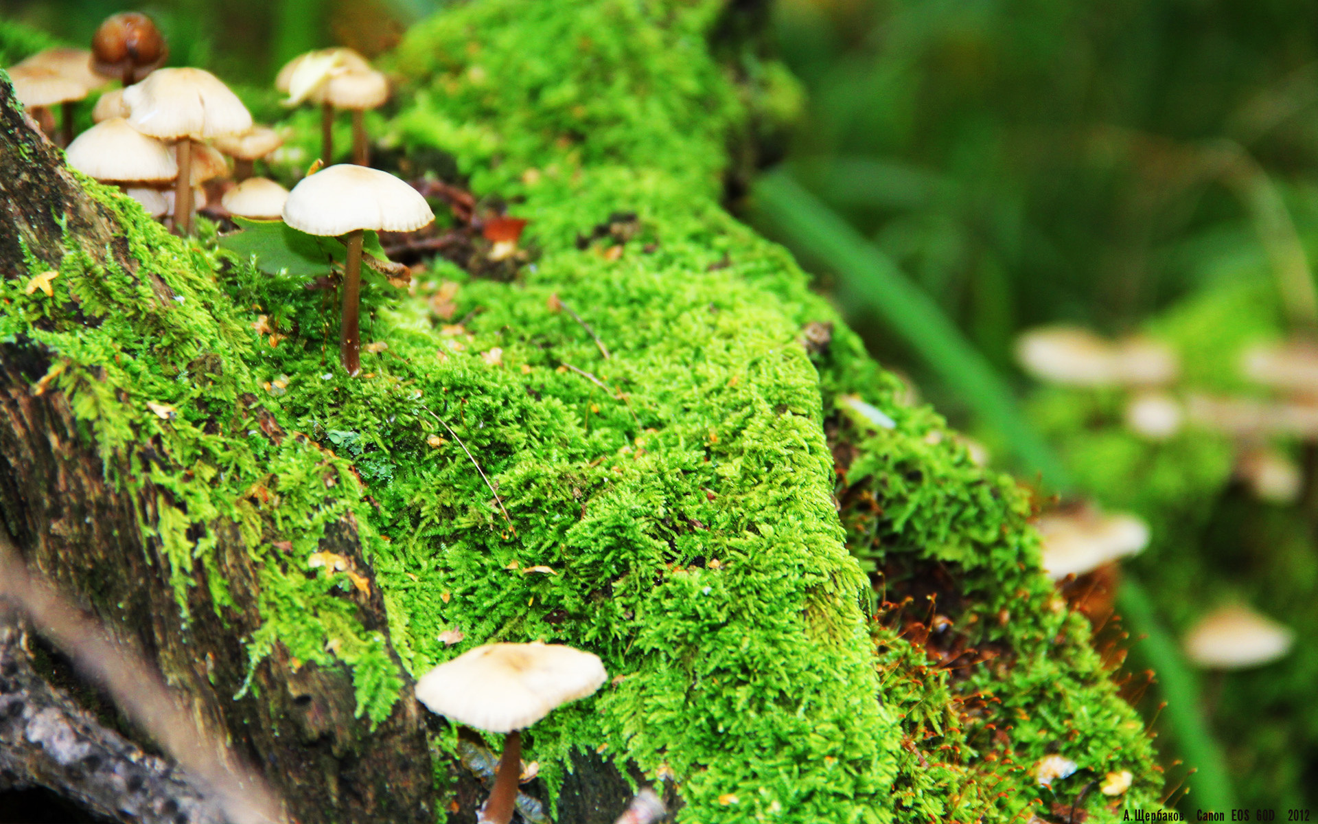 德甲：多支豪门补强中场，意图夺取冠军，德甲巨星